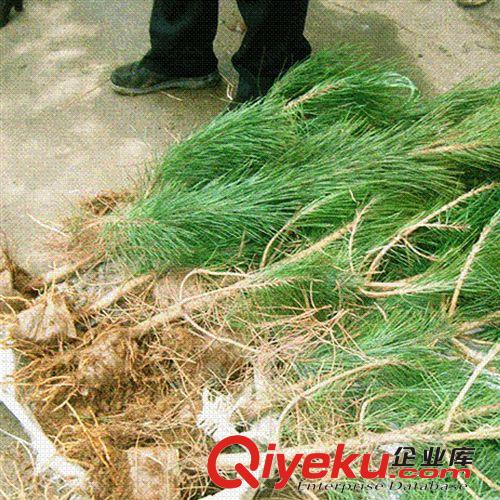 【建大園藝苗木】量大從優(yōu) 黑松小苗  規(guī)格齊全 各種規(guī)格
