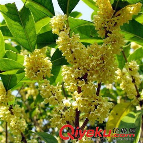 【建大園藝苗木】原生態(tài)精品桂花 各種規(guī)格 量大優(yōu)惠原始圖片2