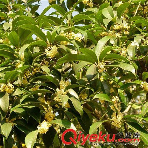 【建大園藝苗木】原生態(tài)精品桂花 各種規(guī)格 量大優(yōu)惠原始圖片3