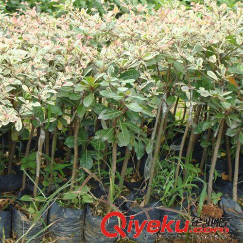 【建大園藝苗木】原生態(tài)精品桂花 各種規(guī)格 量大優(yōu)惠