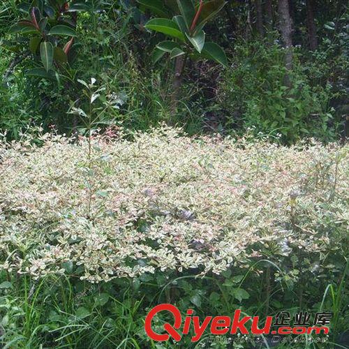 【建大園藝苗木】供應(yīng)低價(jià)速生錦葉欖仁 各種規(guī)格 量大優(yōu)惠原始圖片3