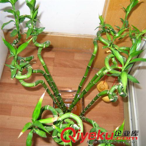 【建大園藝苗木】供應(yīng)低價(jià)速生錦葉欖仁 各種規(guī)格 量大優(yōu)惠
