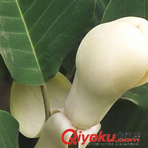【建大園藝苗木】出售當(dāng)年新采苗木樹種=山玉蘭種子原始圖片3