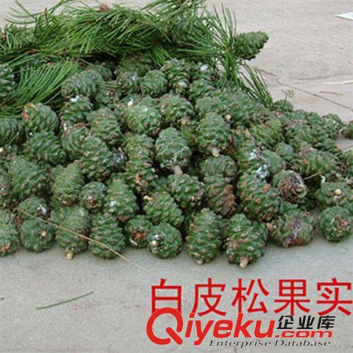 【建大園藝苗木】羅漢松種子 冷藏長青羅漢杉種子 包出芽種子