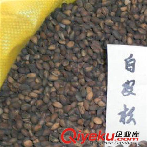 【建大園藝苗木】?jī)?yōu)質(zhì)白皮松種子 松樹種子 白皮松苗木種子原始圖片2