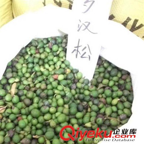 【建大園藝苗木】羅漢松種子 冷藏長青羅漢杉種子 包出芽種子原始圖片2