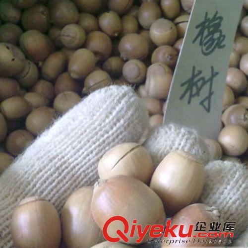 【建大園藝苗木】供應(yīng)新種 橡樹種子 橡樹 優(yōu)質(zhì)實(shí)拍 品質(zhì)保證原始圖片2