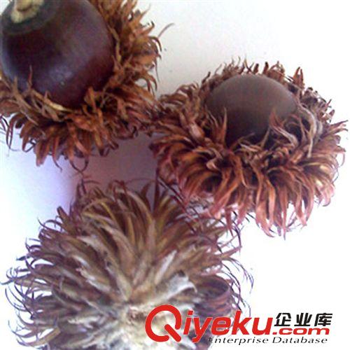 【建大園藝苗木】供應(yīng)新種 橡樹種子 橡樹 優(yōu)質(zhì)實(shí)拍 品質(zhì)保證原始圖片3
