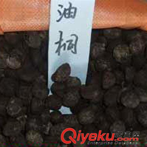 【建大園藝苗木】批發(fā)供應(yīng) 油桐種子 當(dāng)年新採 保質(zhì)保量