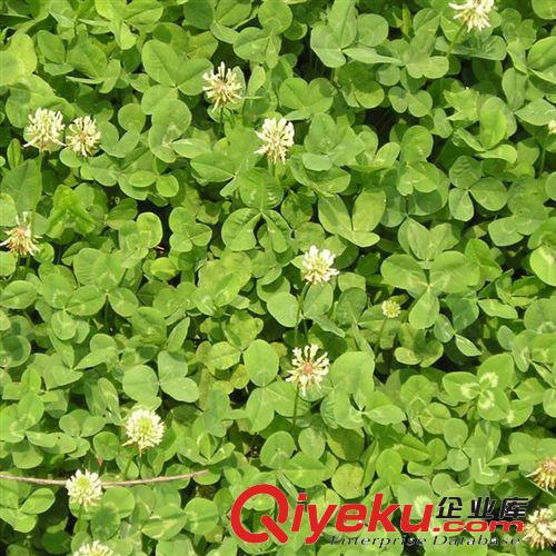 【建大園藝苗木】多年生草本種子 雜三葉-水保植物等花卉綠化苗木原始圖片2
