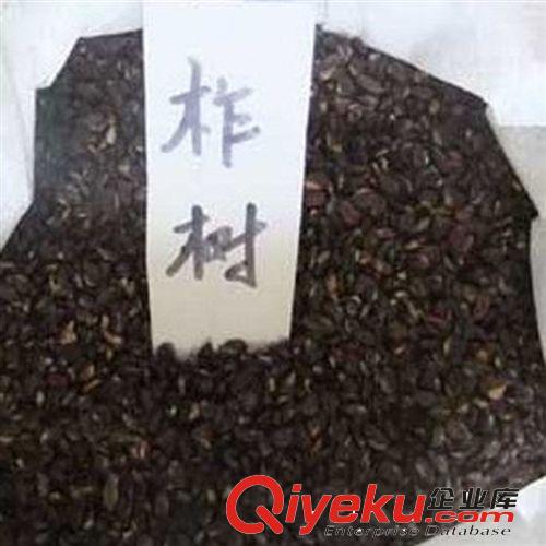【建大園藝苗木】批發(fā)供應(yīng)優(yōu)質(zhì)柞樹(shù)種子 當(dāng)年新采收