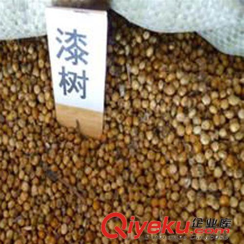 【建大園藝苗木】供應各種綠化苗木種子 漆樹種子 確保品種質量