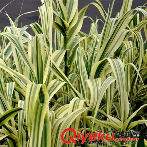 【建大園林】供應各種工程綠化苗木 大量批發 優質 花葉蘆竹