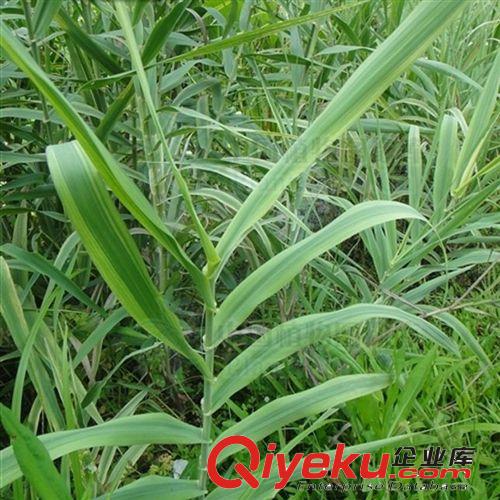 【建大園林】供應各種工程綠化苗木 大量批發 優質 花葉蘆竹