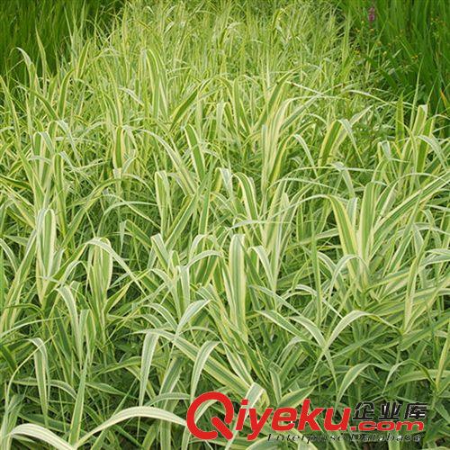 【建大園林】供應各種工程綠化苗木 大量批發 優質 花葉蘆竹