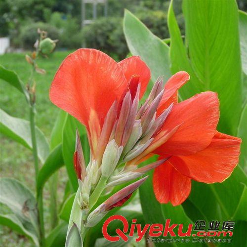 【建大園林】供應各種工程綠化苗木 大量批發 優質 美人蕉
