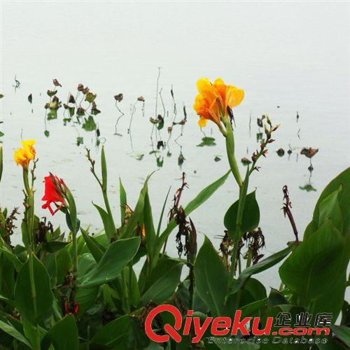 【建大園林】供應(yīng)各種工程綠化苗木 大量批發(fā) 優(yōu)質(zhì) 美人蕉原始圖片3