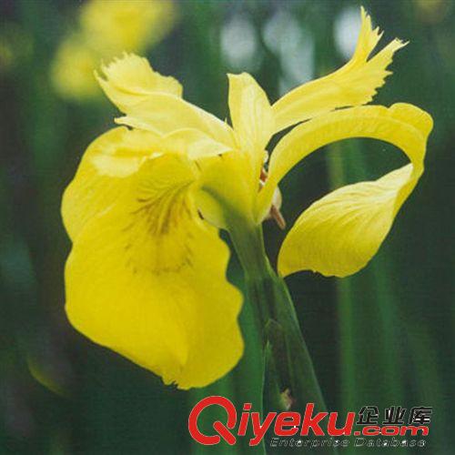 【建大園林】供應各種工程綠化 大量批發 優質 黃菖蒲