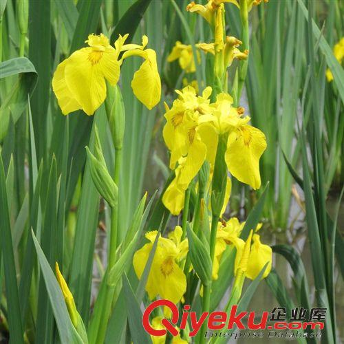 【建大園林】供應各種工程綠化 大量批發 優質 黃菖蒲