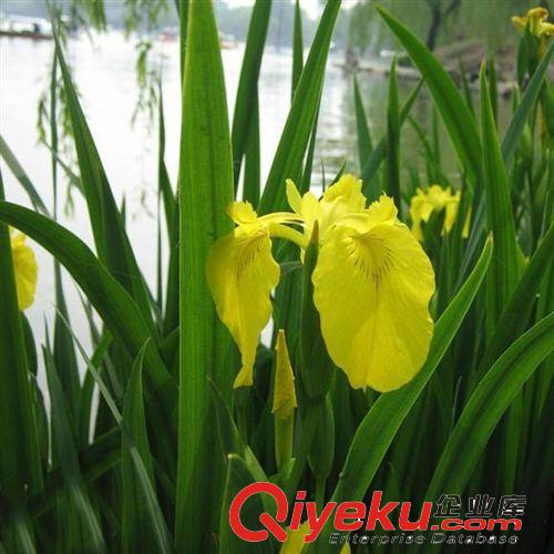 【建大園林】供應各種工程綠化 大量批發 優質 黃菖蒲