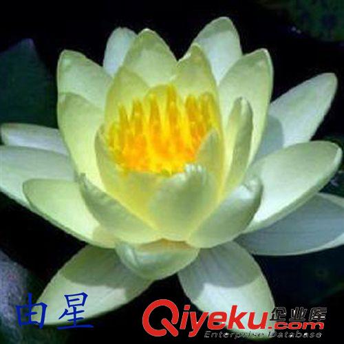 【建大園林】供應各種工程綠化 大量批發 優質 睡蓮
