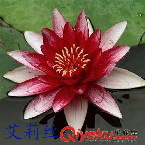 【建大園林】供應各種工程綠化 大量批發 優質 睡蓮