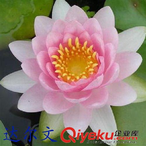 【建大園林】供應各種工程綠化 大量批發 優質 睡蓮