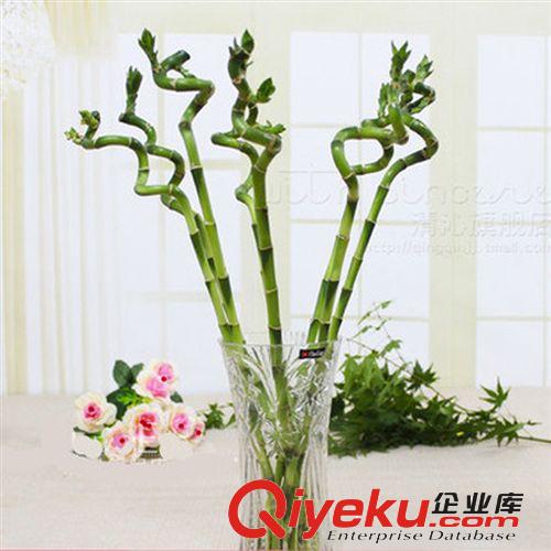【建大苗木】富貴竹 開運竹 水培轉運竹植物 室內水養花卉盆景