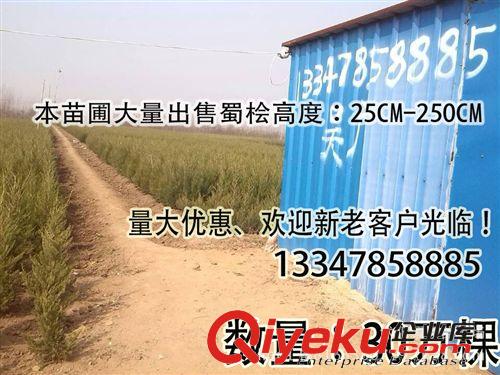 瓜子黃楊，黃楊球，綠化苗木批發，苗木
