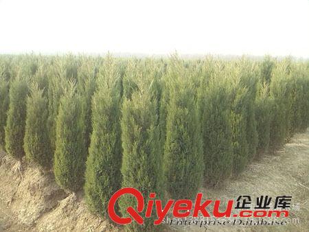 蜀檜小苗，檜柏，塔柏，苗木原始圖片2