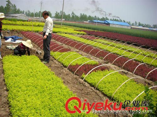 金葉女貞 金葉女貞球 金葉女貞小苗 綠化苗木批發
