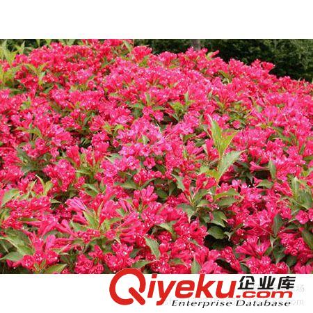 錦帶花，紅王子錦帶，綠化苗木批發，苗木原始圖片2