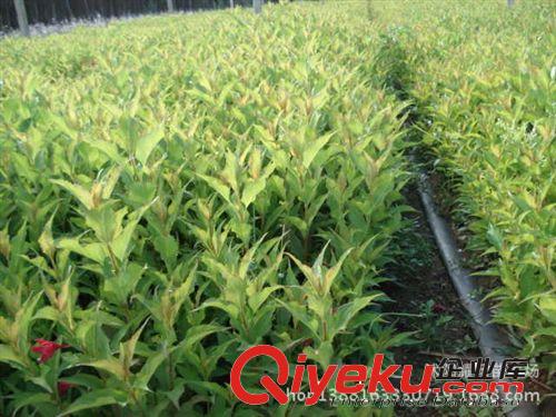 錦帶花，紅王子錦帶，綠化苗木批發，苗木原始圖片3