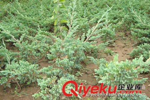 劍麻，絲蘭，綠化苗木批發(fā)，苗木