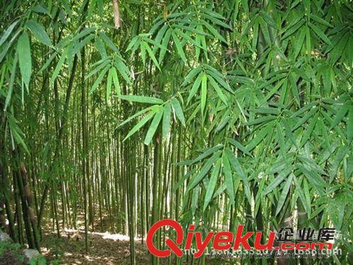 白三葉種子，種子，苗木種子