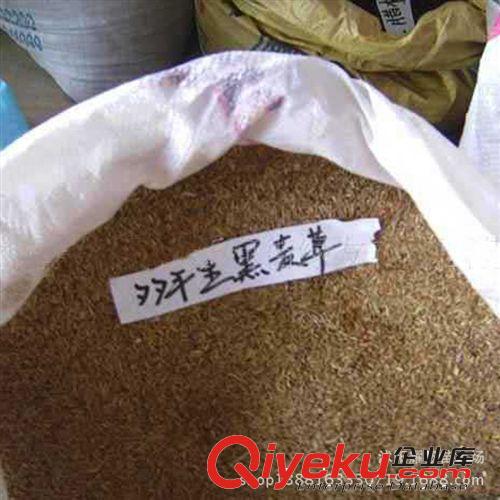 高羊茅種子，種子，苗木