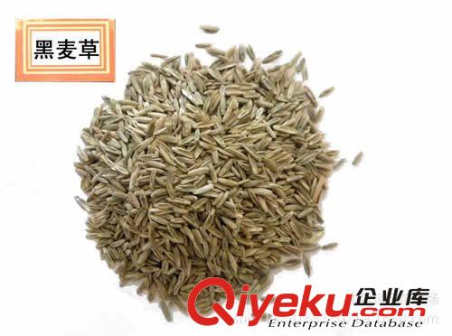 黑麥草種子，種子，苗木種子原始圖片3
