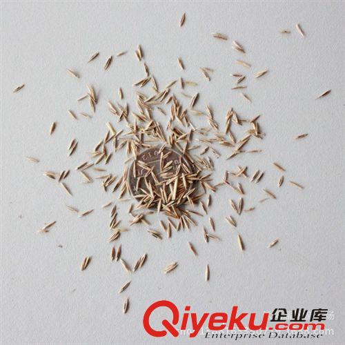 高羊茅種子，種子，苗木原始圖片2
