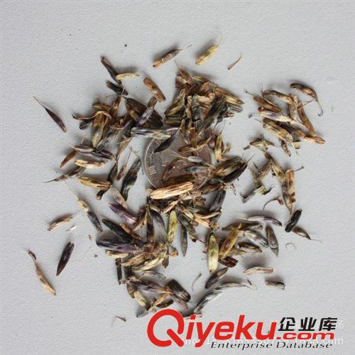 木槿花，木槿，綠化苗木批發(fā)，苗木