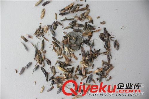 板藍根種子，種子，苗木種子原始圖片2
