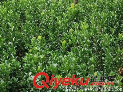 大葉黃楊小苗，冬青，綠化苗木，苗木原始圖片2