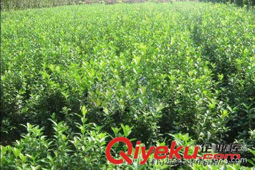 大葉黃楊小苗，冬青，綠化苗木，苗木原始圖片3