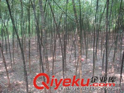棣棠，棣棠小苗，綠化苗木批發，苗木