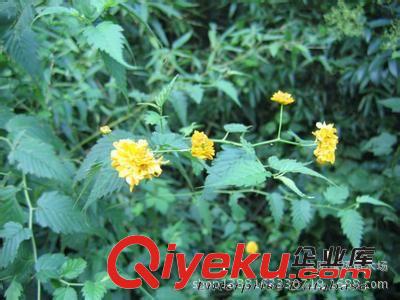 棣棠，棣棠小苗，綠化苗木批發，苗木原始圖片2