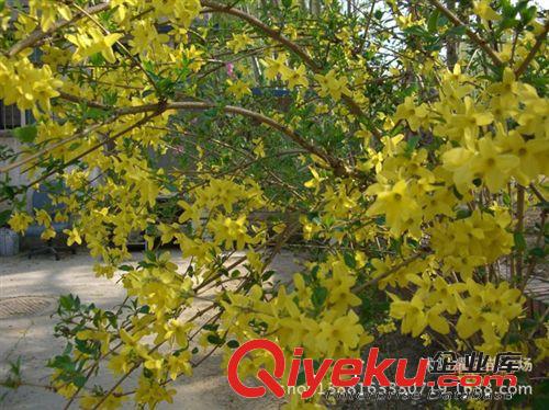 連翹小苗，綠化苗木批發(fā)，苗木