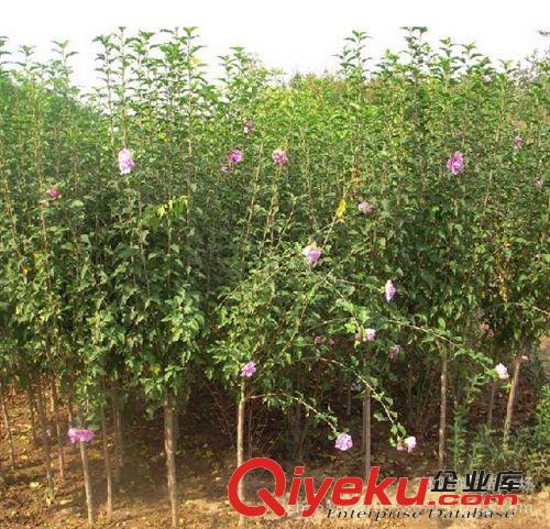 木槿，木槿小苗，綠化苗木批發(fā)，苗木原始圖片3