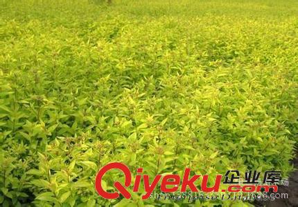 金葉繡線菊，綠化苗木批發，苗木原始圖片2