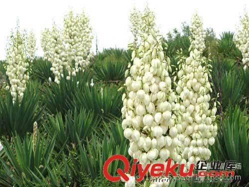 劍麻，絲蘭，綠化苗木批發(fā)，苗木