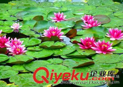 睡蓮，水生植物，水生花木，苗木