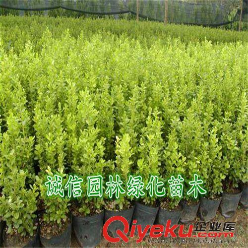 大葉黃楊苗 黃楊小苗 綠化苗木基地常年供應(yīng)